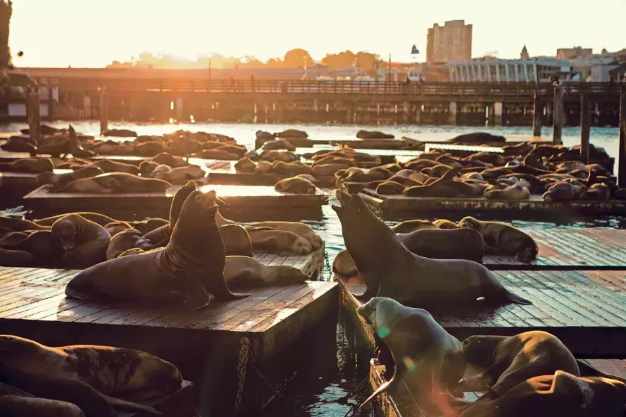 Seelöwen ruhen sich bei Sonnenuntergang am K Dock des PIER 39 aus